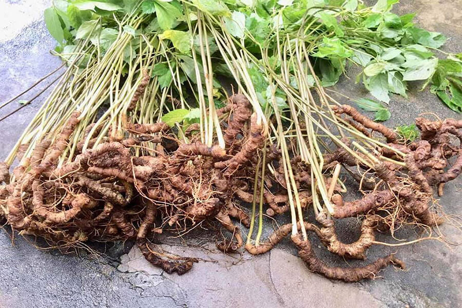 Sâm Ngọc Linh - Món quà đặc sản giá trị xứ Quảng